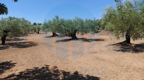 Foto 5 de Finca rústica en venta en El Perelló, Tarragona