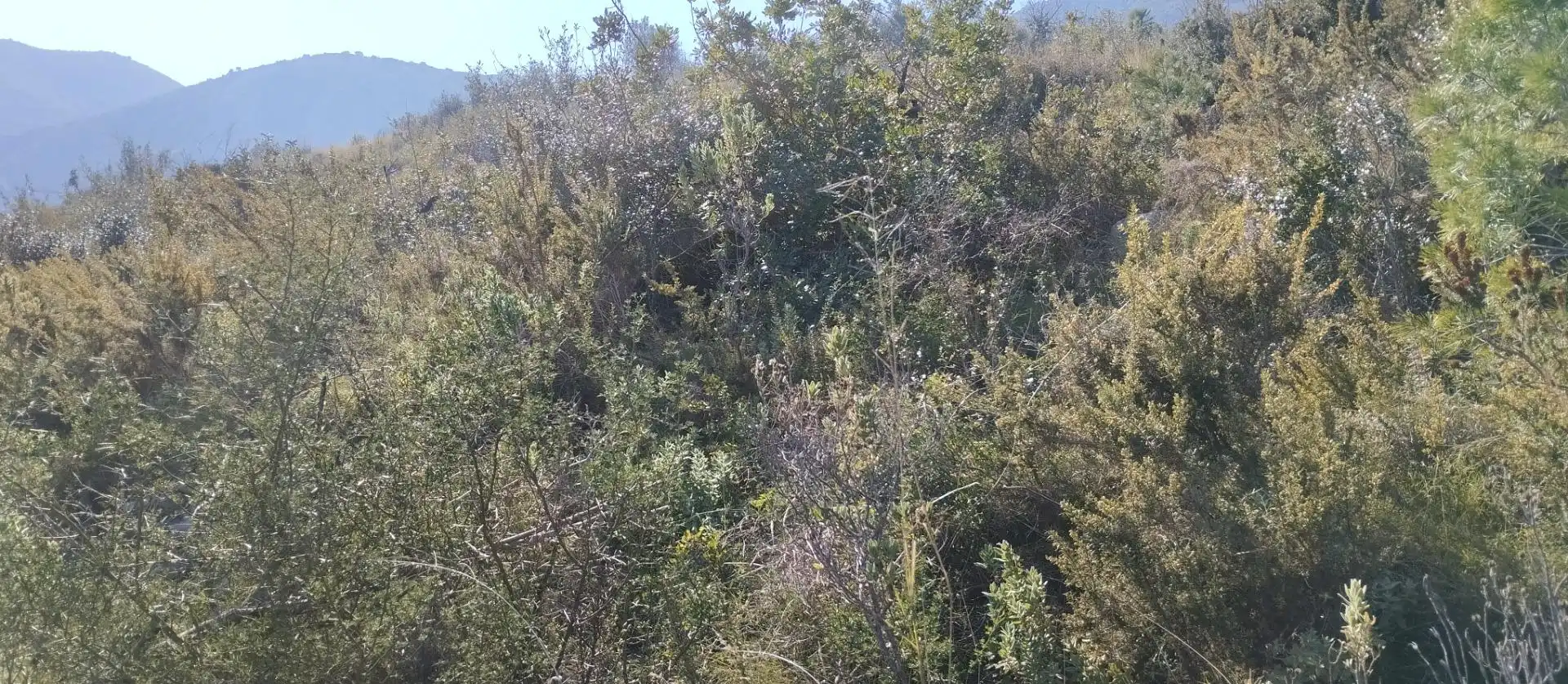 Rural land for sale in Pego, imagen 4