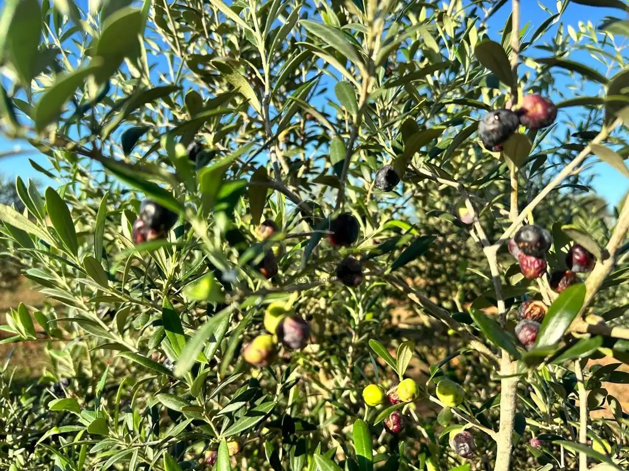 Garden of Residential for sale in Ciutadella de Menorca