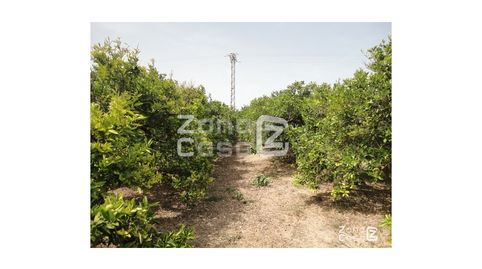 Finca Rustica  Venta Algemesí, imagen 4