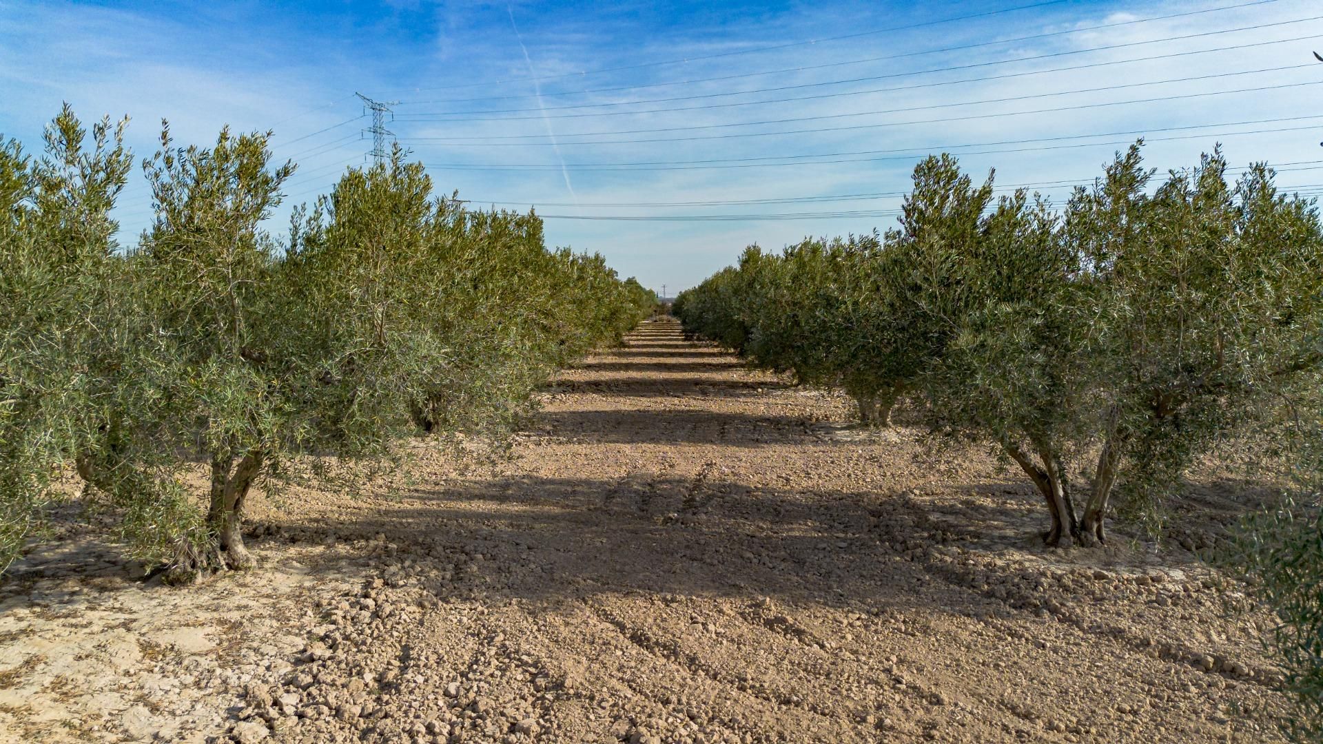Land for sale in Crevillent
