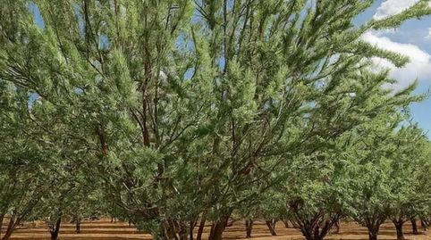 SE VENDE FINCA DE ALMENDROS, immagine 3