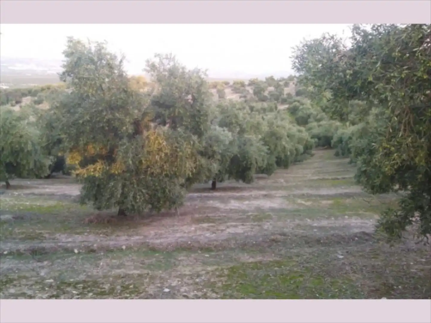 Terreno rustico in vendita a Cabra, imagen 7