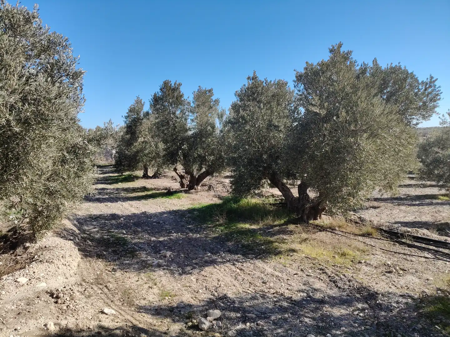 Terreno rústico en venta en Cortes de Baza, imagen 10