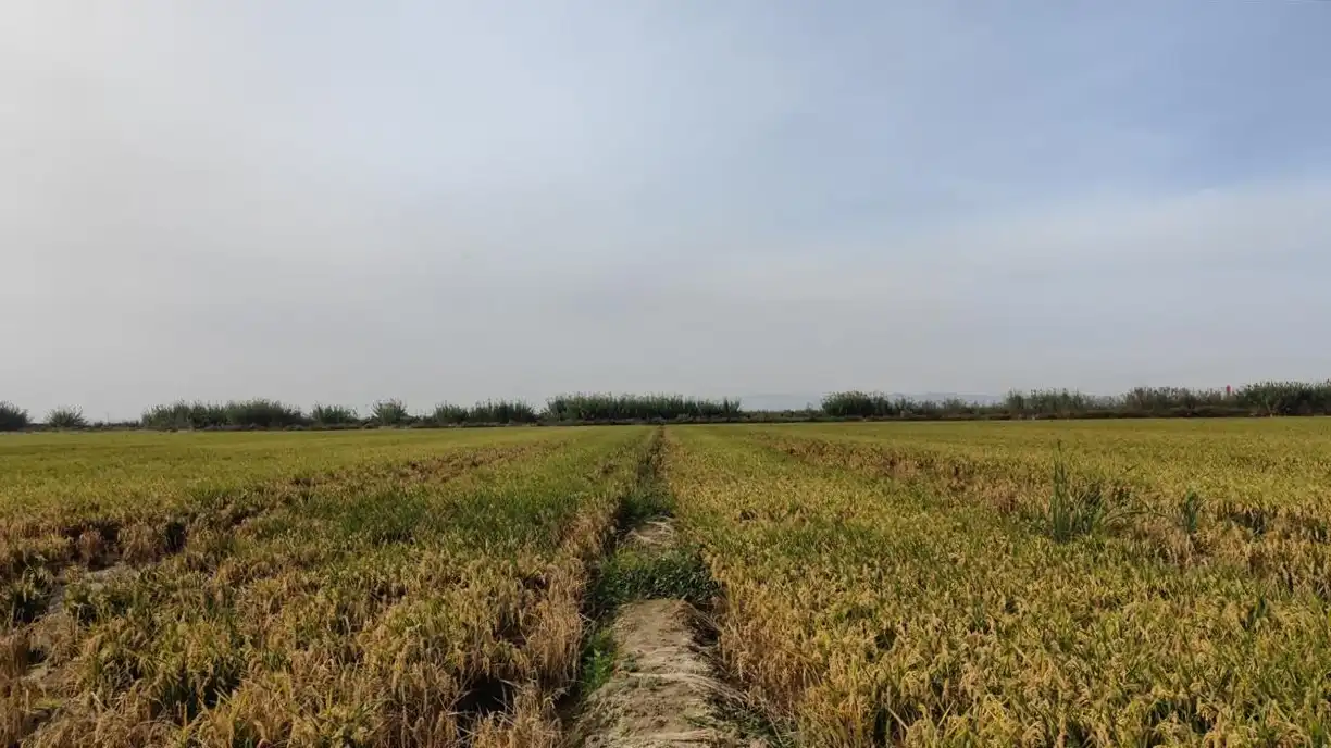 Rural land for sale in Polígono 8, 969, imagen 5