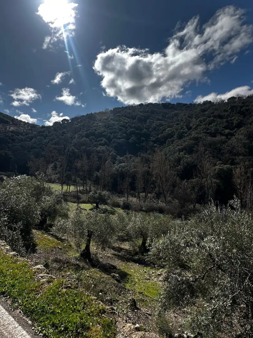 Jardí de Finca rústica en venda en Valdepeñas de Jaén