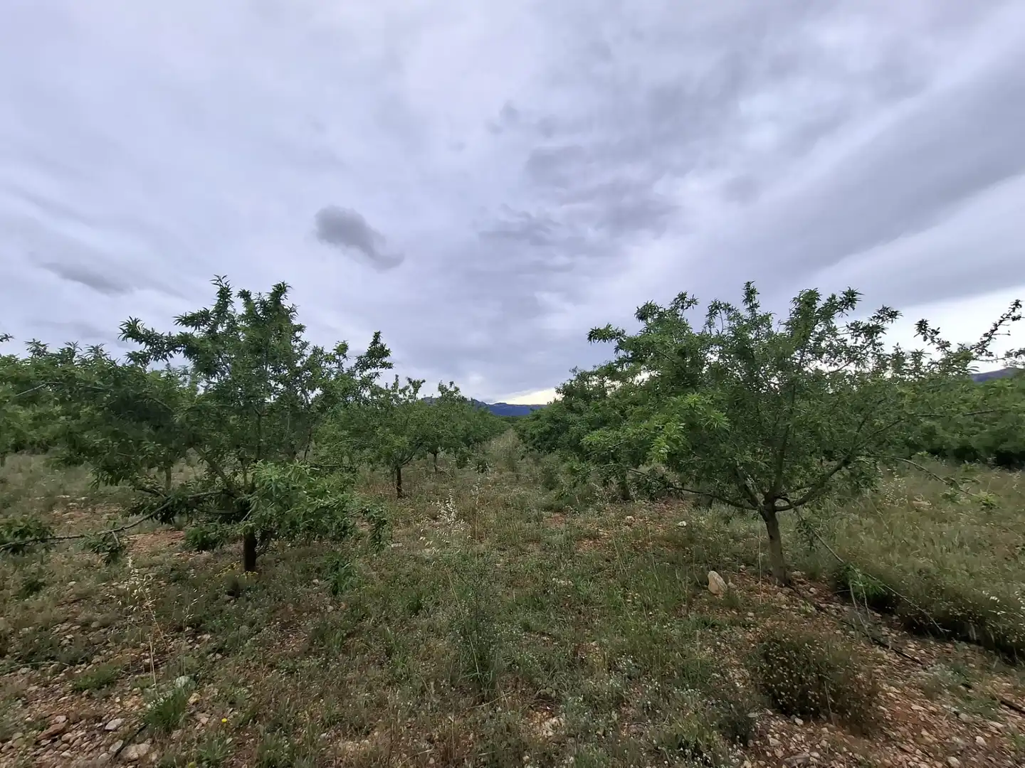 Land for sale in Mont-roig del Camp