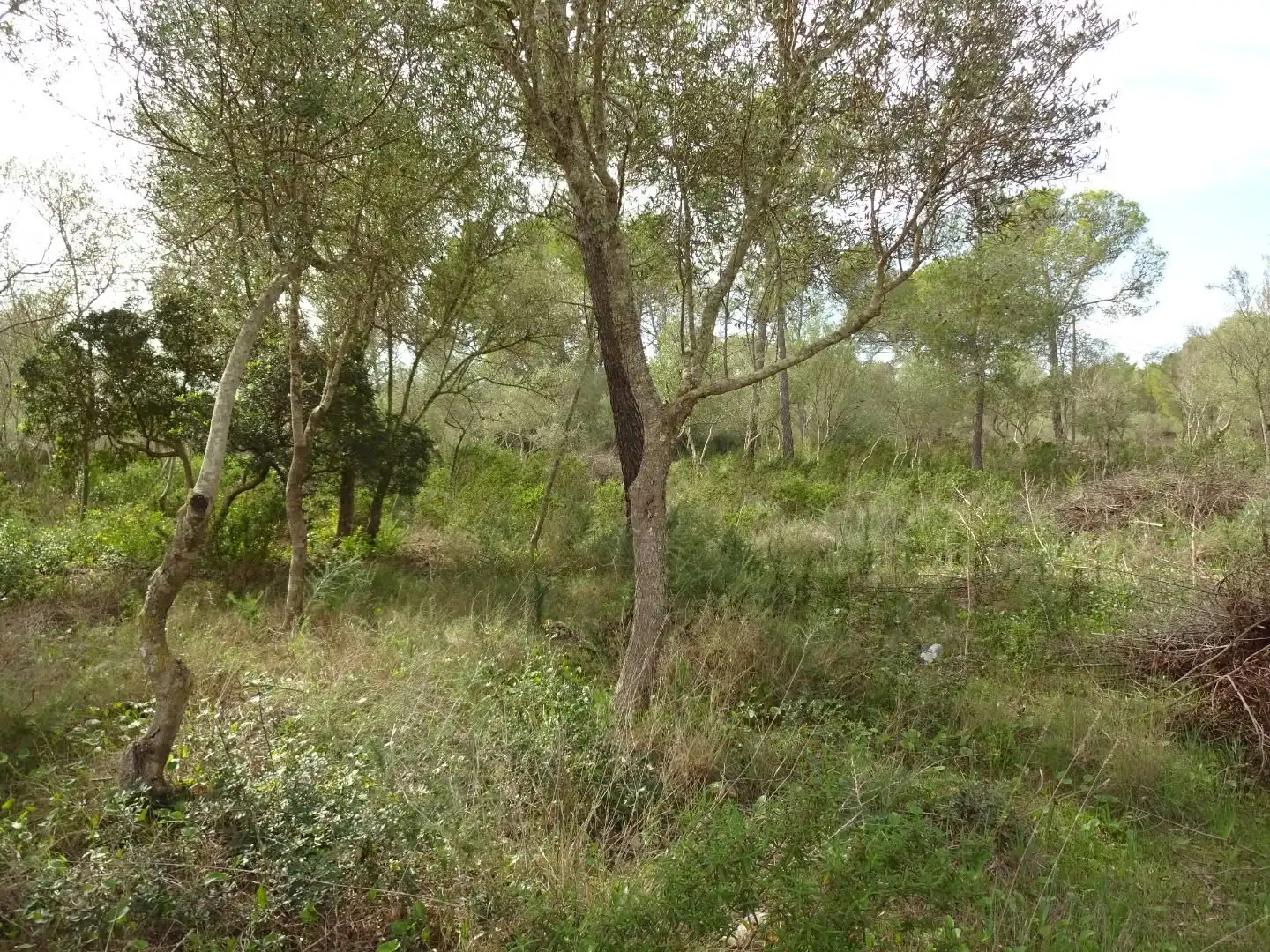 Finca rústica en venta en  Palma de Mallorca