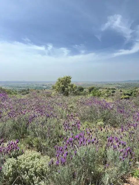 Grundstücke zum Verkauf in El Molar (Madrid)
