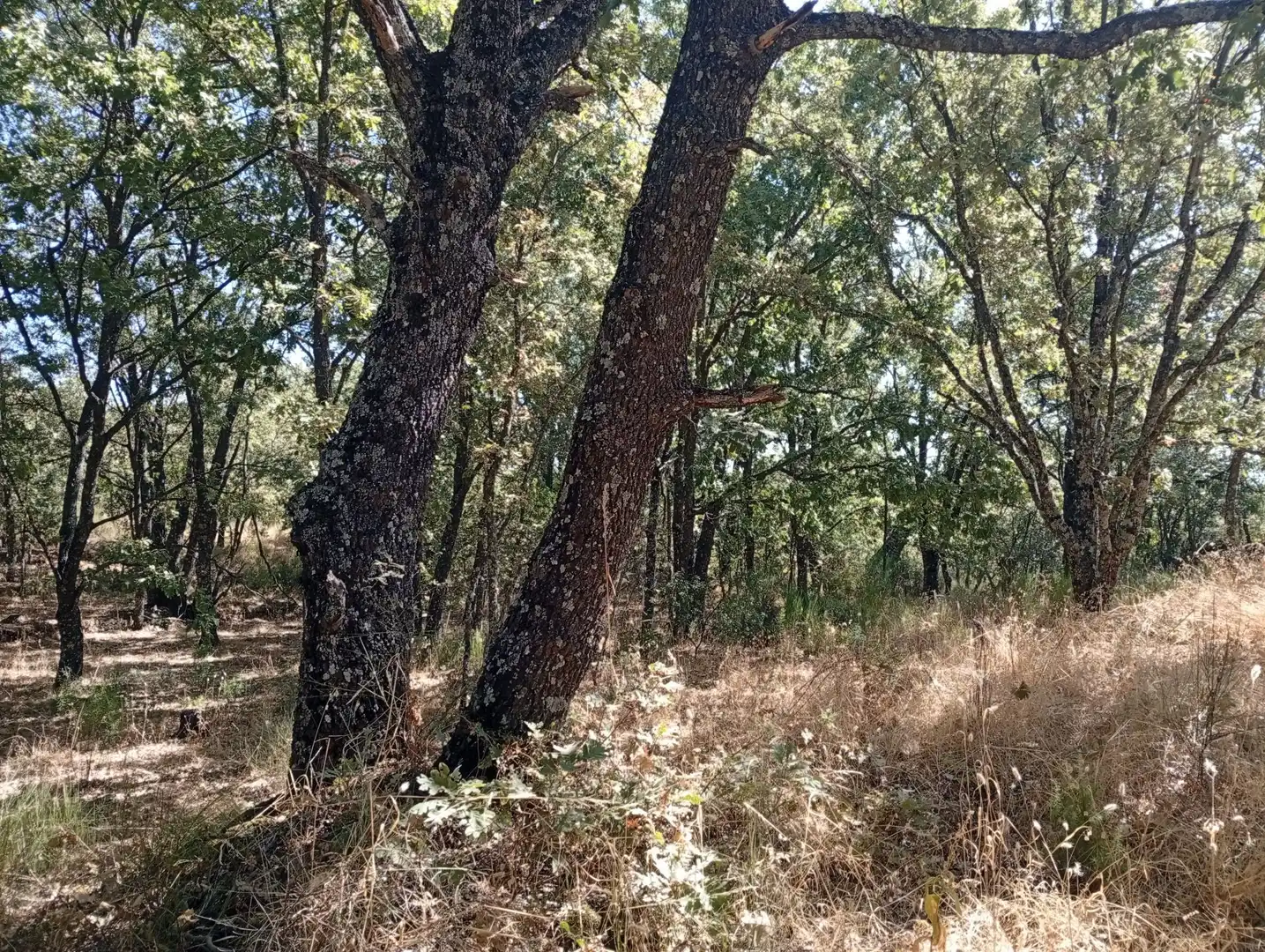 Terreni e lotti in vendita a Villanueva de la Vera, imagen 108