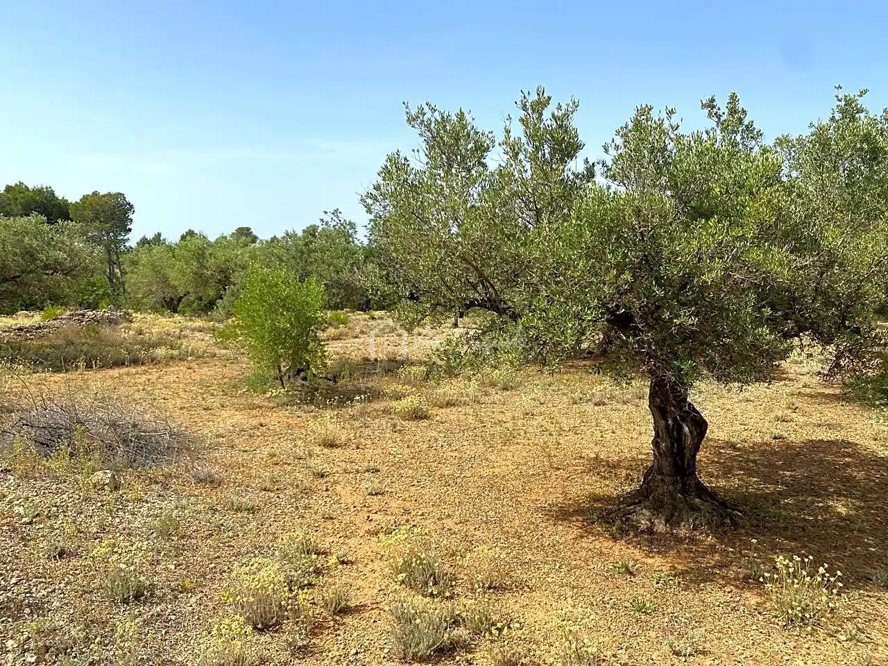 Terreno rustico in vendita a Partida Comartins, imagen 8