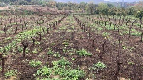 LecrínFinca Rustica, immagine 4