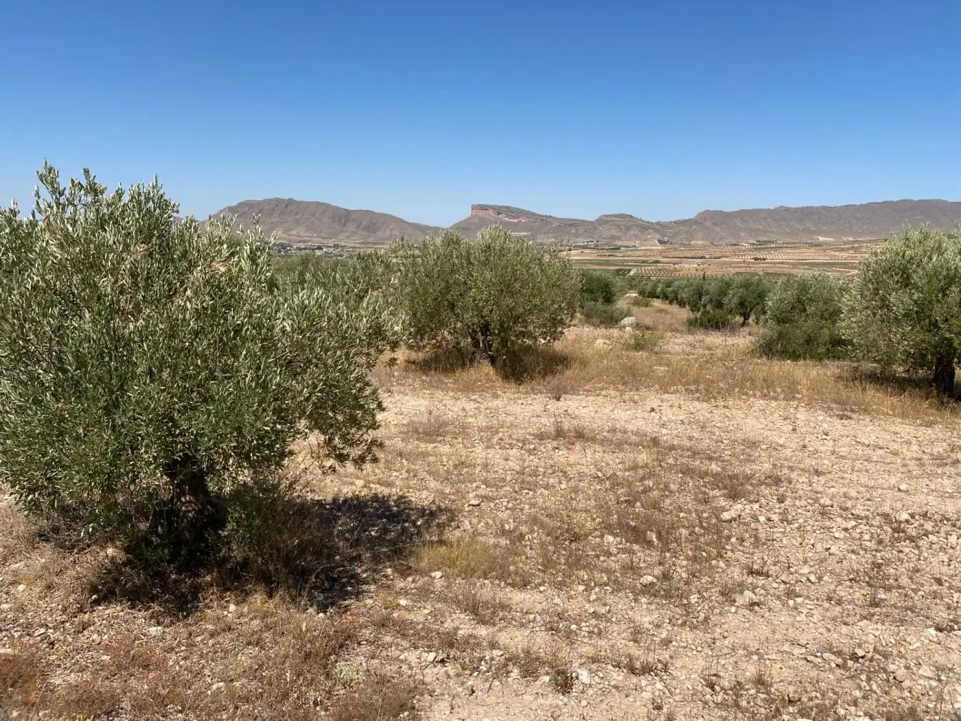 Rustikales Grundstück zum Verkauf in Jumilla, imagen 6