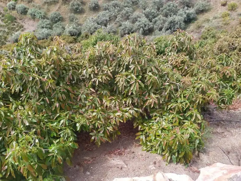 Rural land for sale in Camino de Peñones 11, imagen 4