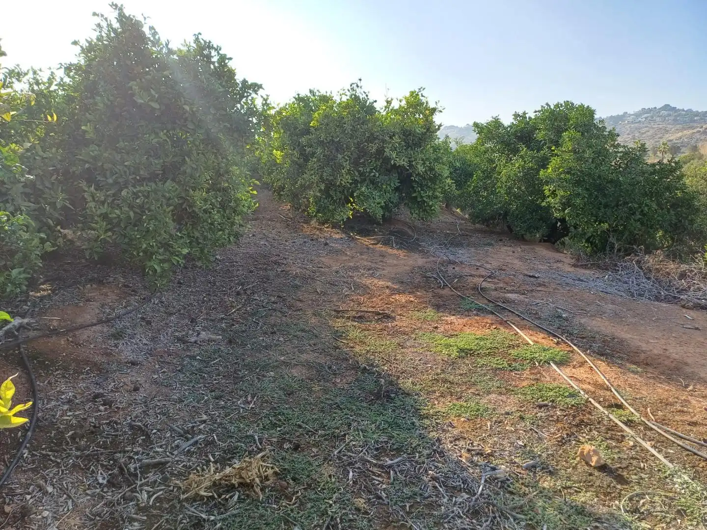 Rural land for sale in PARTIDA SERRA PERENCHISA, imagen 15