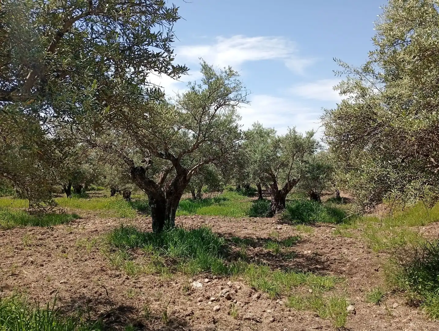 Terreni e lotti in vendita a Villanueva de la Vera, imagen 10
