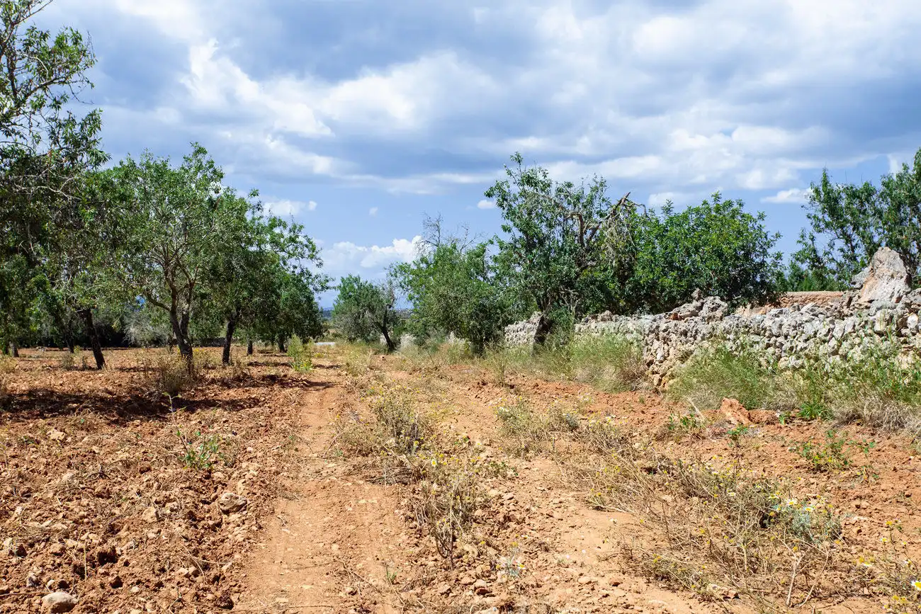 Terrenys i solars en venda a Felanitx Poble, imagen 7