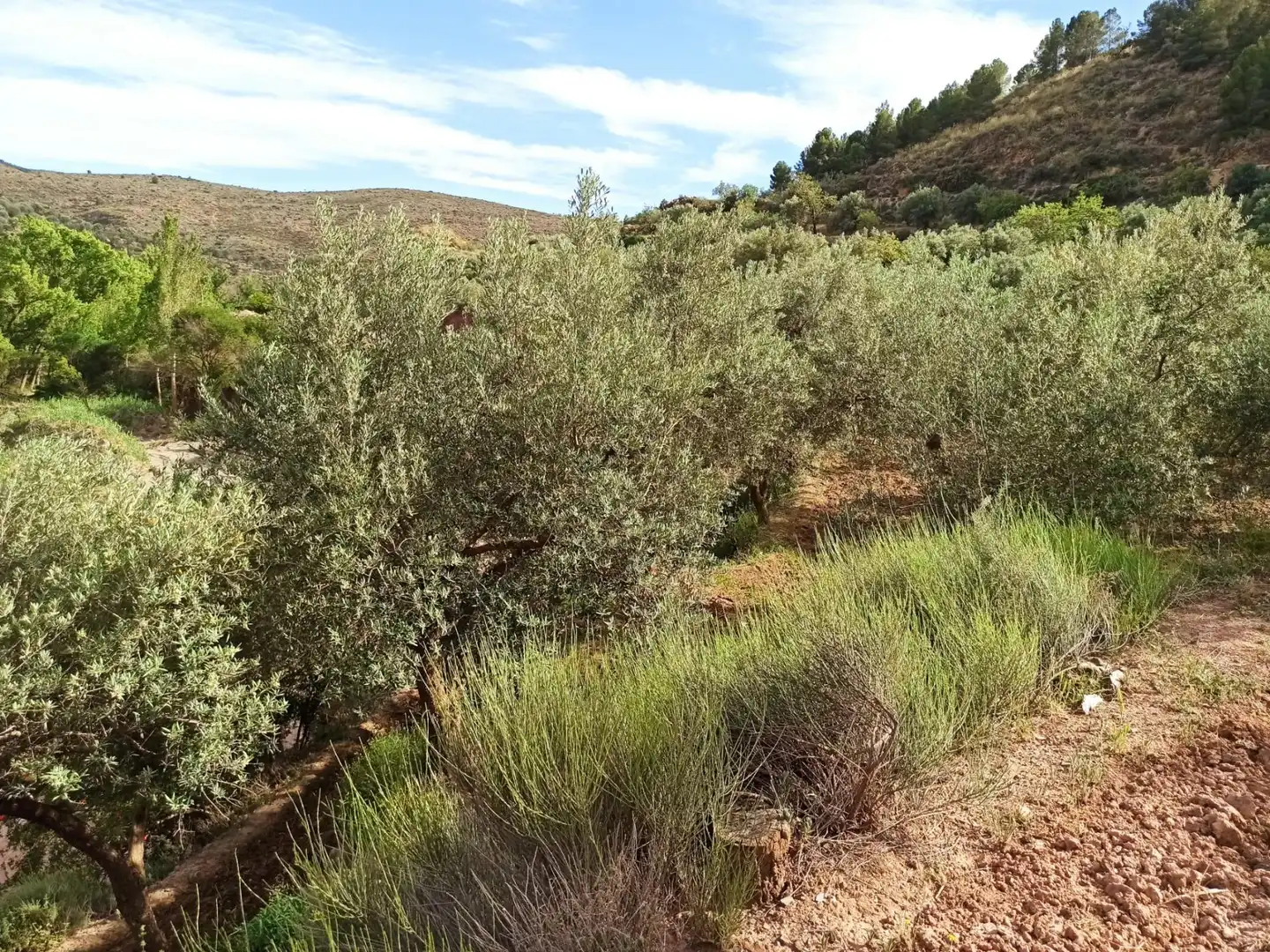 Residential land for sale in Alcolea, imagen 3