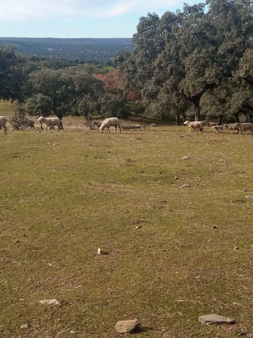 Vista exterior de Finca rústica en venda en Cardeña