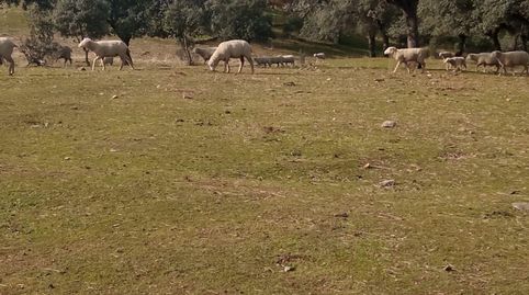 Foto 3 de Finca rústica en venda a Cardeña, Córdoba