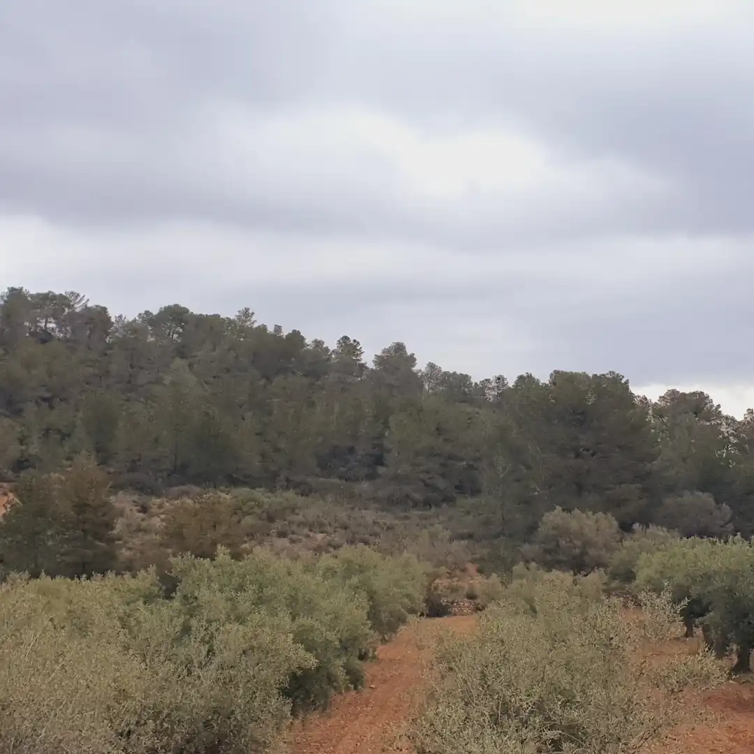 Rustikales Grundstück zum Verkauf in El Pinell de Brai, imagen 16