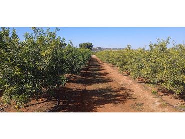 Terreno rustico in vendita a Calle Polígono 37 32