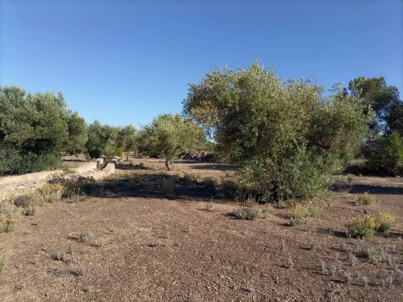 Terrain résidentiel à vendre à Xerta, imagen 3