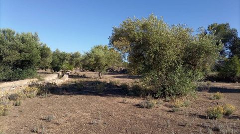 Finca en venta en la población de Xerta de 20.986 m2 de terreno en plena producción plantados de olivos y algarrobos,  tiene una c, imatge 3