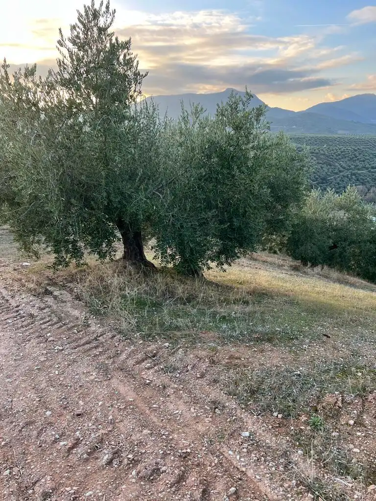 Terreny rústic en venda a Priego de Córdoba