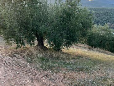 Terreno rustico in vendita a Priego de Córdoba