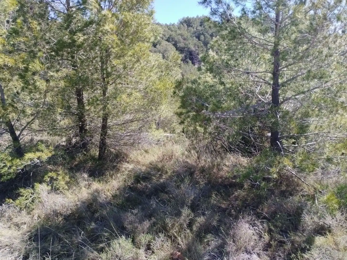 Terreno en venta en La Morera de Montsant