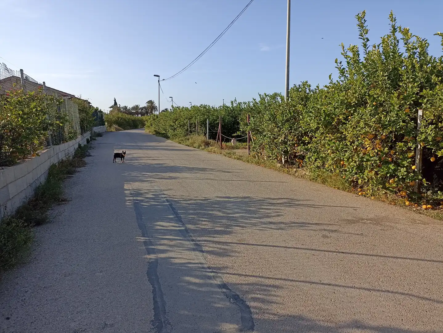 Terrenys i solars en venda a Diseminado Camino Viejo Orihuela 54