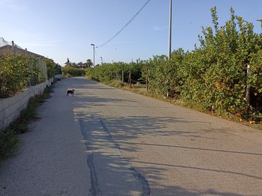 Terreno rustico in vendita a Diseminado Camino Viejo Orihuela 54