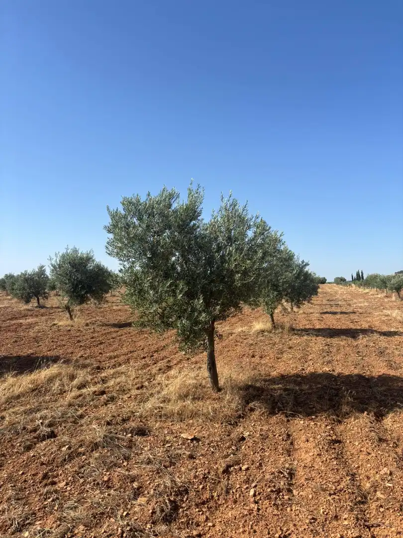 Rural land for sale in Valdepeñas, imagen 15