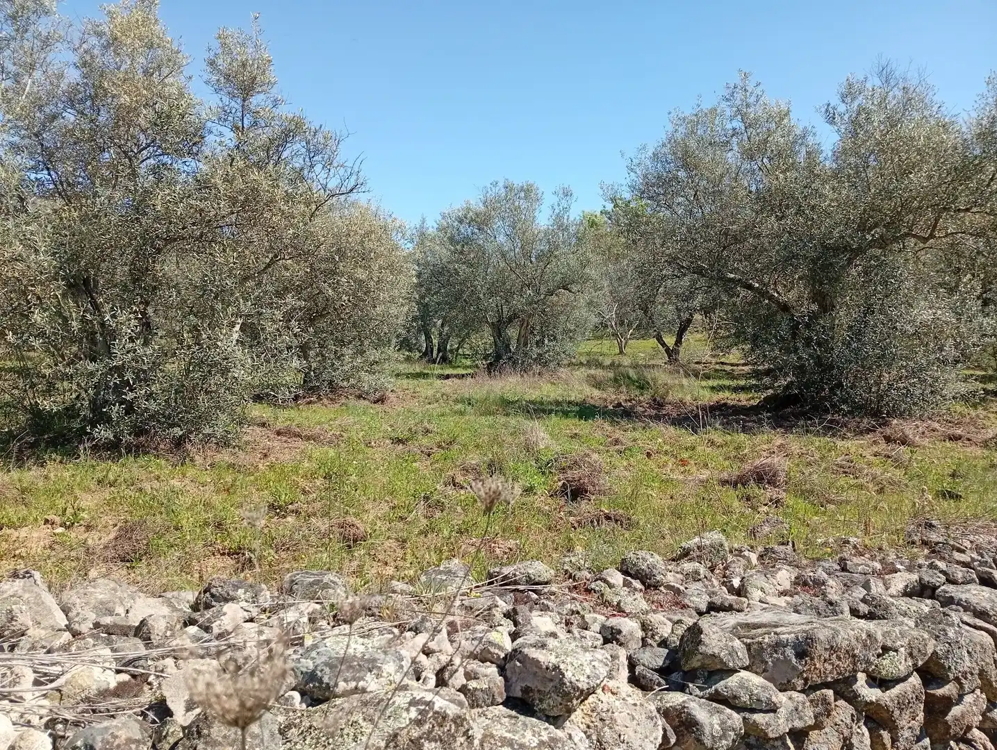 Terreni e lotti in vendita a Valverde de la Vera, imagen 59