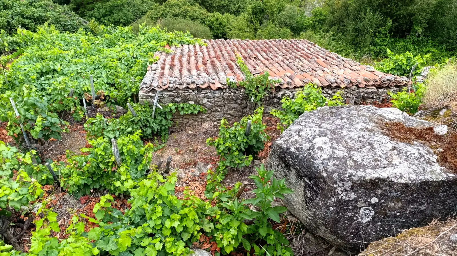 Bungalow con jardín en venta en O Saviñao, imagen 2