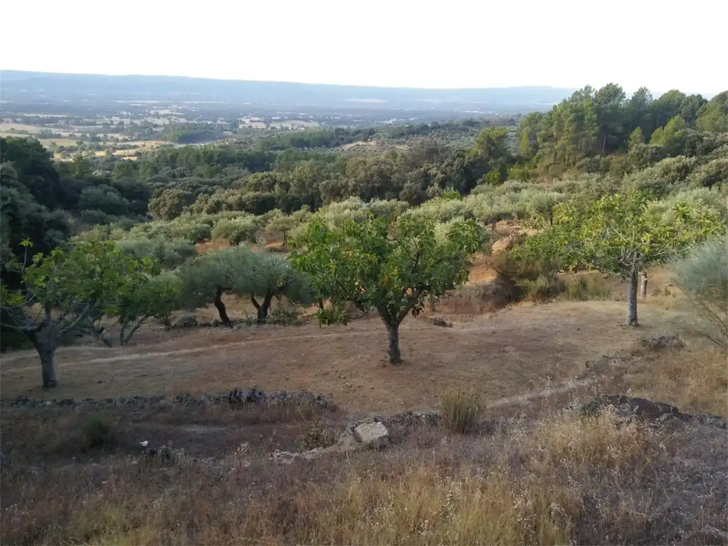 Terreno en venta en Pedro Bernardo