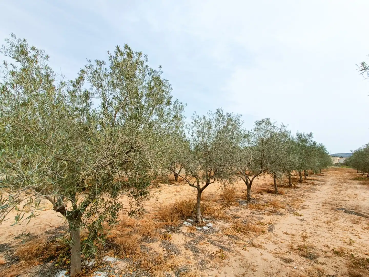 Villa in vendita a Hondón de los Frailes, imagen 35