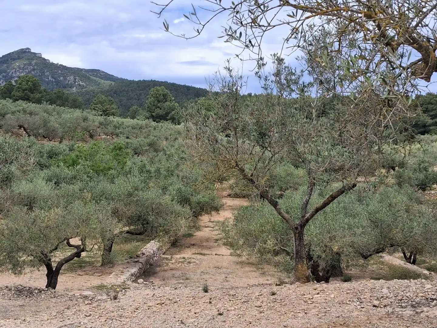 Terreno rustico in vendita a El Perelló, imagen 12