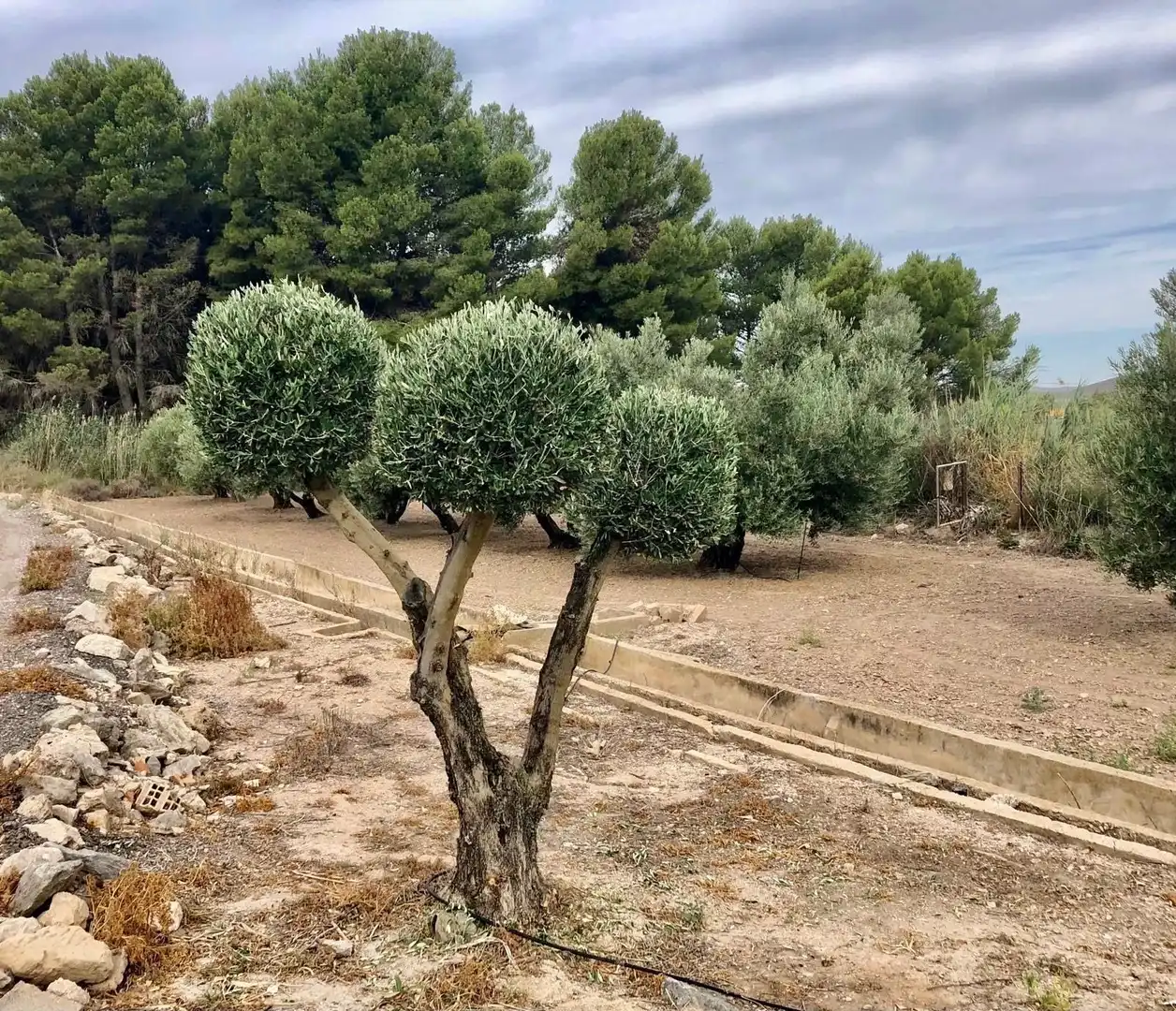 Jardín de Casa o chalet en venta en Villena con Trastero y Piscina