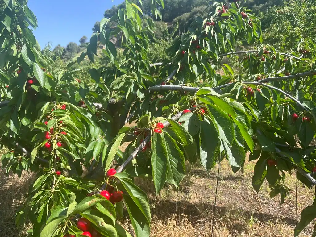 Jardín de Terreno en venta en Vianos