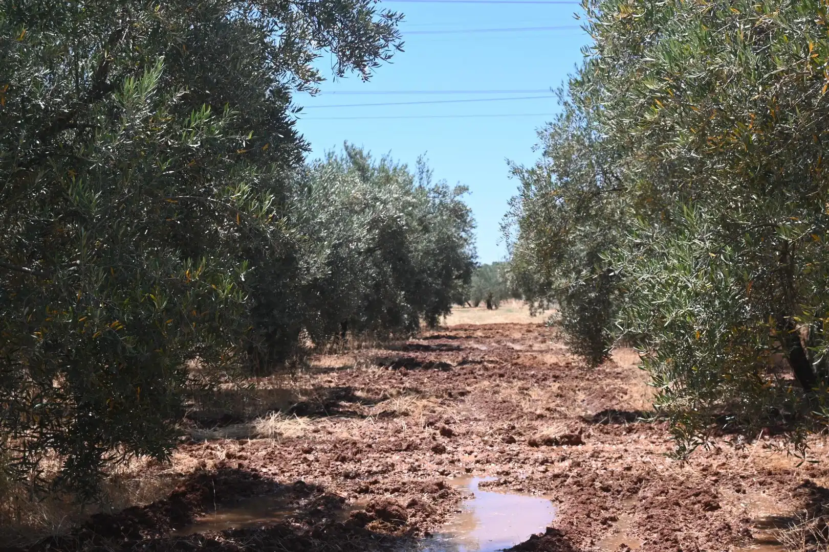 Terreni e lotti in vendita a Albolote, imagen 15