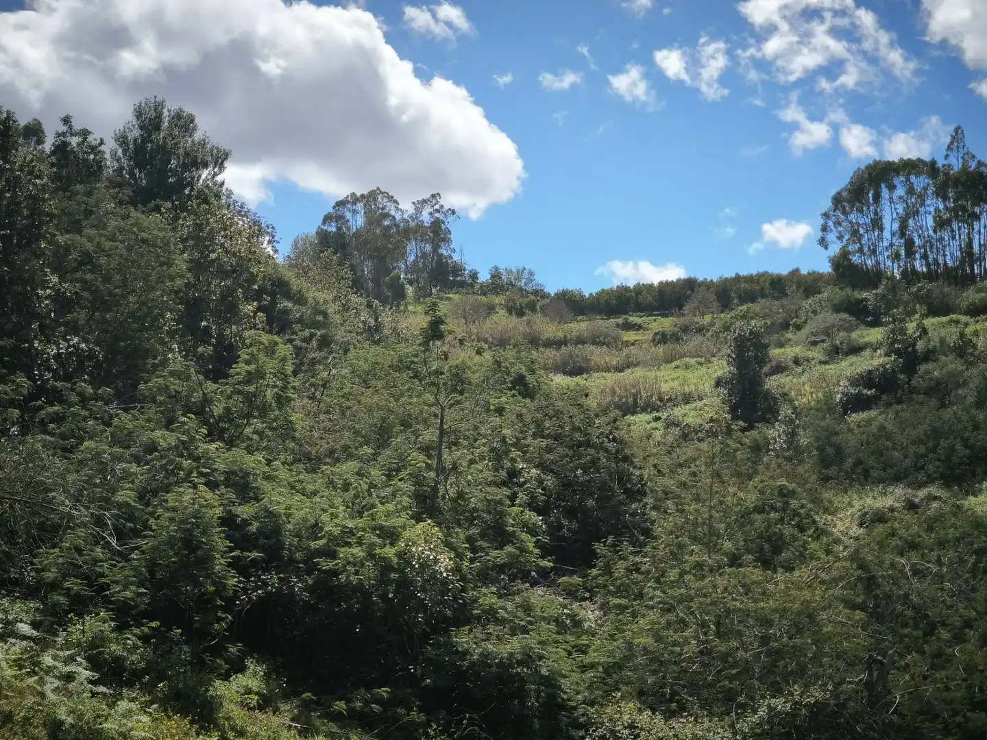 Finca rústica en venta en Moya (Las Palmas)
