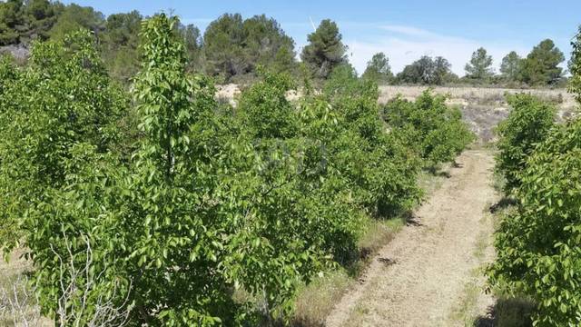 Terreno en Venta en Gandesa