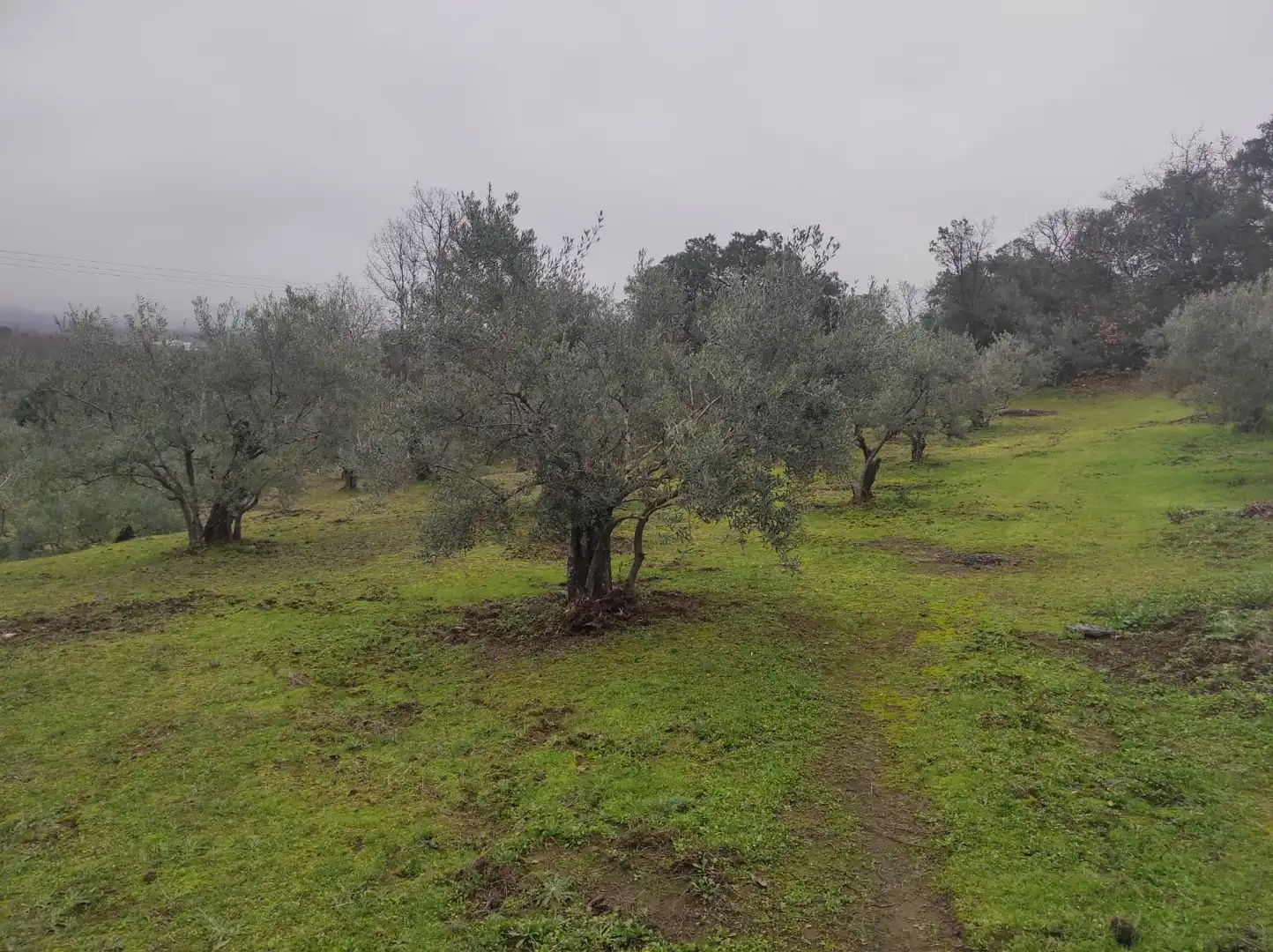 Terreno en venta en Plasencia
