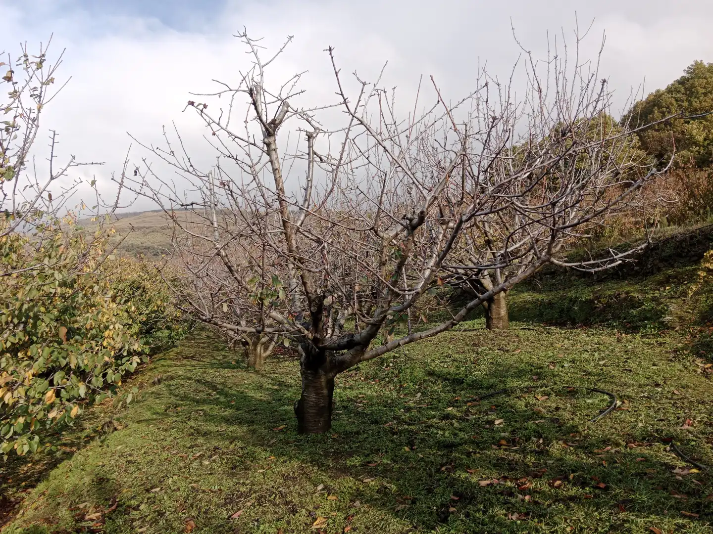 Terreni e lotti in vendita a Pasarón de la Vera, imagen 13