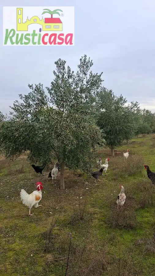 Terreni e lotti in vendita a Sevilleja, imagen 5