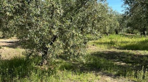 FINCA EN PUENTE GENIL, immagine 3