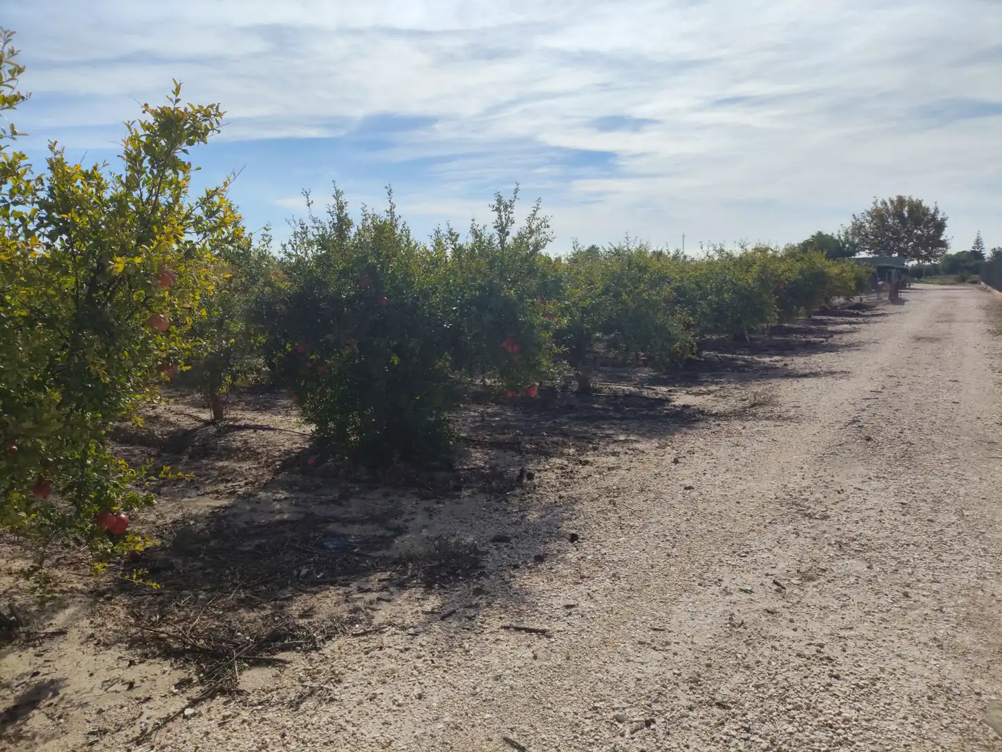 Terrain rustique à vendre à La Foia - Daimés - Asprella, imagen 8