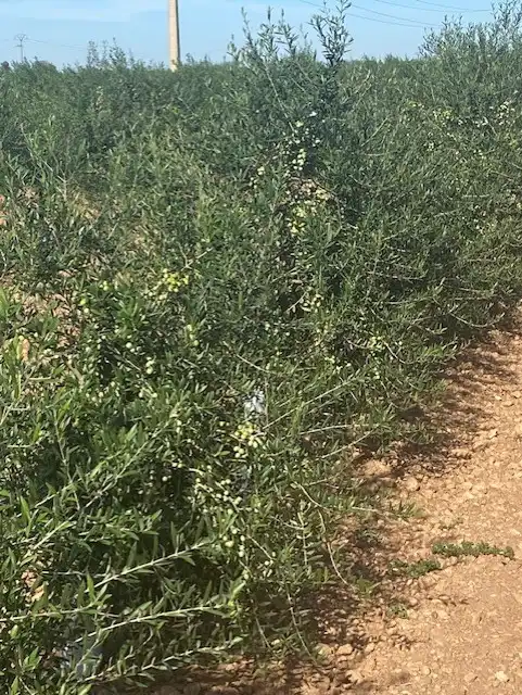 Terreno rustico in vendita a Calle García Pavón, imagen 13